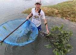 Chán lương công nhân, trai trẻ về học nghề dụ tép bằng...lá cây