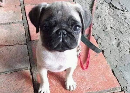 Chó Pug bị đem "cầm đồ" lấy 2.5 triệu từ năm ngoái, nay đã tròn 1 tuổi, béo núc ních nhưng vẫn chưa được chuộc về