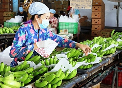 Có FTA, xuất khẩu rau quả sang Hàn Quốc vẫn gian nan