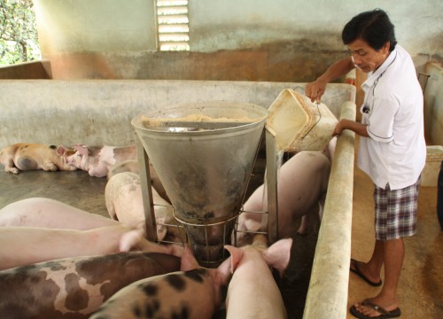 Giá heo hơi hôm nay 9/7: Ông lớn tăng giá, nông dân bị bào mòn