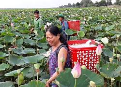 Kiên Giang: Bỏ vụ lúa trồng sen, ruộng đầy bông mà có thêm tiền