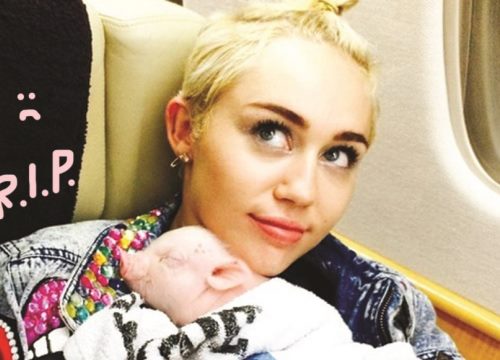 Miley Cyrus đau buồn khi lợn cảnh qua đời