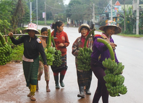 Ở "thủ phủ" chuối Mật mốc: 200 hộ thu nhập từ 100 triệu đến nửa tỷ