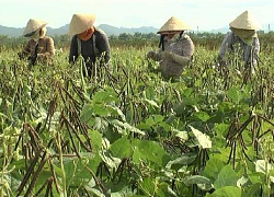 Quảng Nam: Vượt khó, nhiều nông dân thu hàng trăm triệu/năm