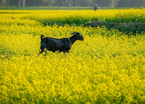 Bỏng mắt với sắc màu mù tạt vàng của miền quê Bangladesh