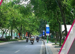 Hà Nội "chẳng thiếu gì, chỉ thiếu cây xanh"