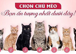 Nếu chọn chú mèo số 3: bạn là người có thiên hướng mạnh mẽ, "đàn ông tính" nổi trội