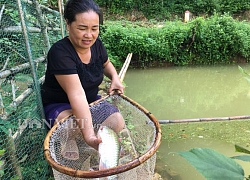 Nuôi loài cá quý ăn cỏ như dê, chỉ 1 ao bé tý mà thu 80 triệu đồng