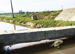 Phát hiện xác lợn thả trôi trên kênh thủy lợi ở Lộc Hà