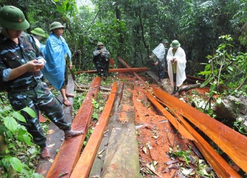 Quảng Bình: Lâm tặc tấn công, một cán bộ kiểm lâm bị thương