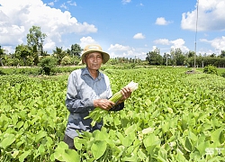 Sóc Trăng: Sống khỏe re nhờ trồng loài rau dại tốt ngời ngời