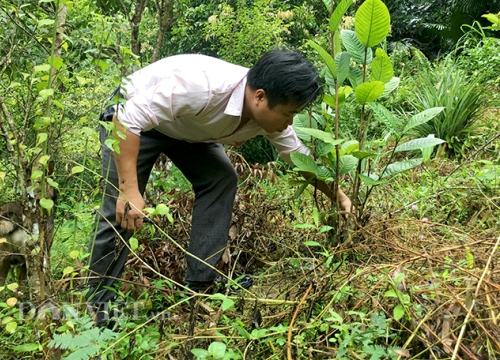 Bắc Kạn: Mang cây quý như "báu vật" từ rừng về đồi, sớm đổi đời