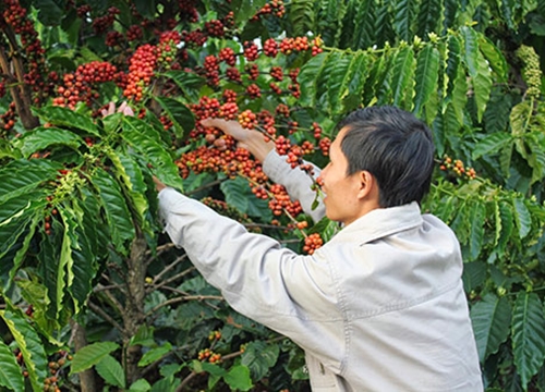 Đau cho cà phê Việt Nam: Sản lượng thứ 2, giá... đứng cuối