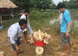 Giá vịt thương phẩm tăng cao do dịch tả lợn, nông dân có lãi khá