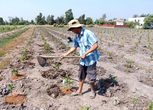 Long An: Nông dân thuê đất trồng mai lo vỡ nợ vì bị thu hồi đất