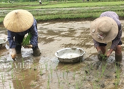 Mùa nước đổ miền Tây Bắc, nhà nông xuống đồng cấy thoăn thoắt