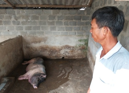 Ninh Bình: Từ tỷ phú giàu nhất huyện thành con nợ vì dịch tả lợn