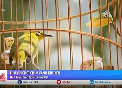 Thú chơi chim vành khuyên của người Hà Nội