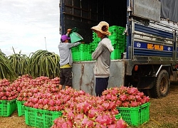 Trung Quốc tăng mua đẩy giá thanh long tăng cao, nông dân lãi lớn