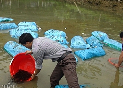 Trung ương Hội NDVN hỗ trợ nông dân Yên Bái 11.000 con cá giống