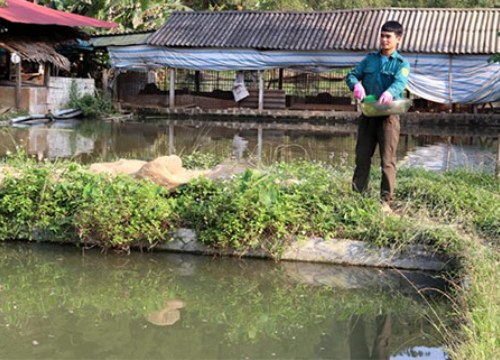 Yên Bái: Nhà nông trồng quế, nuôi cá, vươn lên làm giàu