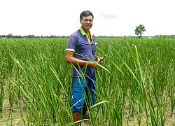 Cả làng khấm khá nhờ biến loài cỏ dại một thời thành rau đặc sản