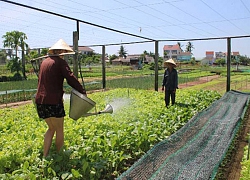 Độc đáo: Được "ăn" rong, rau Trà Quế thơm ngon nức tiếng