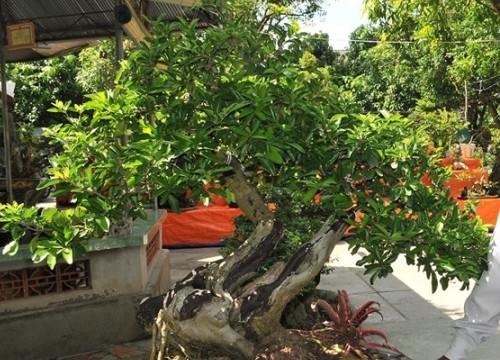 Đưa xoài vô chậu bonsai, dân ở đây thu tiền chục triệu mỗi chậu