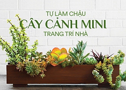 Góc DIY: Tự tạo chậu cây xương rồng cảnh bằng gỗ cực đơn giản, chỉ cần bạn học theo phương pháp này