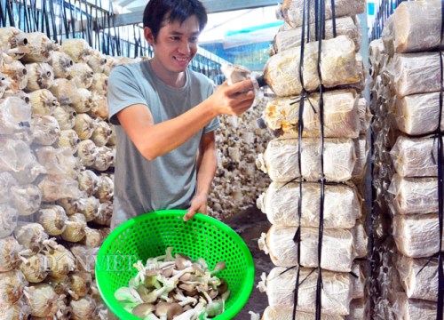 Kiên Giang: Bỏ việc thành phố về quê trồng nấm bào ngư Nhật Bản