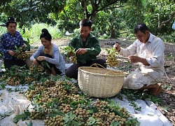 Nhãn đã 'nhả vàng': Từ đặc sản vùng xa, nhãn Sơn La vươn ra thế giới