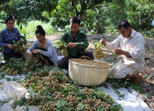 Nhãn đã 'nhả vàng': Từ đặc sản vùng xa, nhãn Sơn La vươn ra thế giới