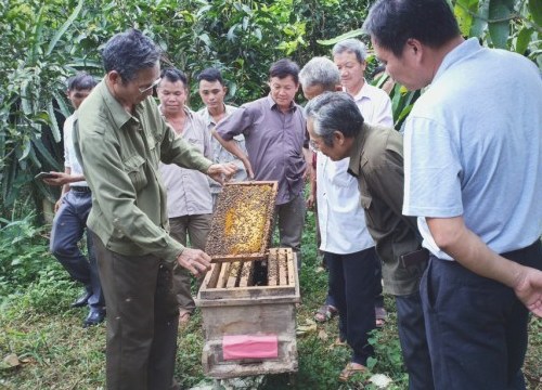 Nuôi ong lấy mật, dân Hoà An làm chơi chơi cũng có trăm triệu