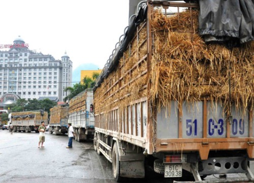 Phí logistics "trên trời", đẩy giá nông sản Việt