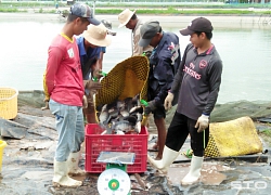 Sóc Trăng: Nuôi cá rô phi 5 vụ liên tiếp đều trúng cả 5