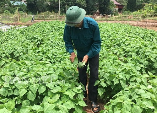 Trồng tía tô Hàn Quốc tốt ngời ngời-cách làm giàu mới ở Hòa Bình