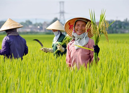 Vinaseed (NSC) báo lãi 115 tỷ đồng nửa đầu năm, giảm 7% so với cùng kỳ