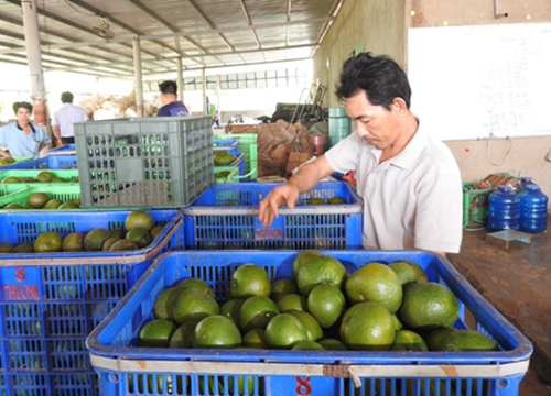 Bắc Tân Uyên: Hàng loạt HTX, tổ hợp tác có doanh thu tiền tỷ