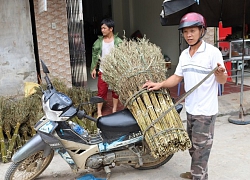 Đi rừng săn nấm linh chi đen, hái chổi tre: Thú vui kiếm tiền triệu