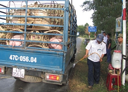 Giá heo hơi hôm nay 22/7: Miền Bắc có nơi 44.000đ/kg, nông dân đuối