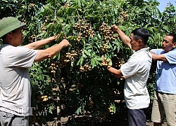 Hơn 3.000 tấn nhãn Sông Mã sẽ "bay" đi Australia, Trung Quốc