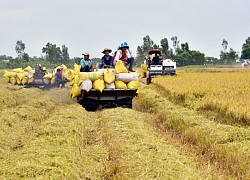 Kiên Giang: Nâng chất lúa, hồ tiêu bằng canh tác hữu cơ