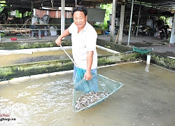 Lũ về miền Tây, 3 loại cá giống "sốt" hàng, giá cao mà không đủ bán