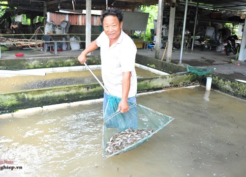 Lũ về miền Tây, 3 loại cá giống "sốt" hàng, giá cao mà không đủ bán