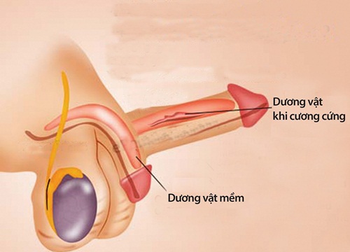 Nhận diện rối loạn hoạt động tình dục ở nam giới