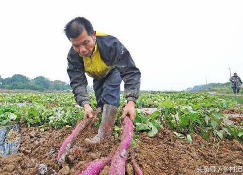 Nông dân trồng "rễ cây biến sắc", bán gần 40 nghìn nửa cân