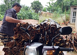 Tin vui Lào Cai: Vỏ quế tăng giá, bán cả cành lá thu vài trăm triệu