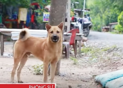 Chó thả rông tung hoành, người dân lãnh đủ