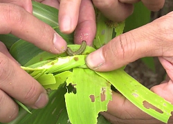 CropLife: Đã có đủ các công cụ để đối phó với sâu keo mùa thu