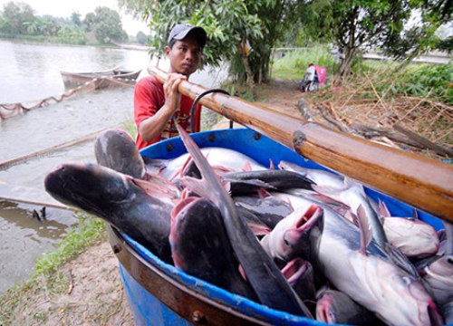 Giá cá tra thấp nhất trong vòng 10 năm, nông dân lỗ nặng